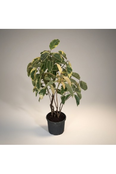 Ficus Tineke Kauçuk